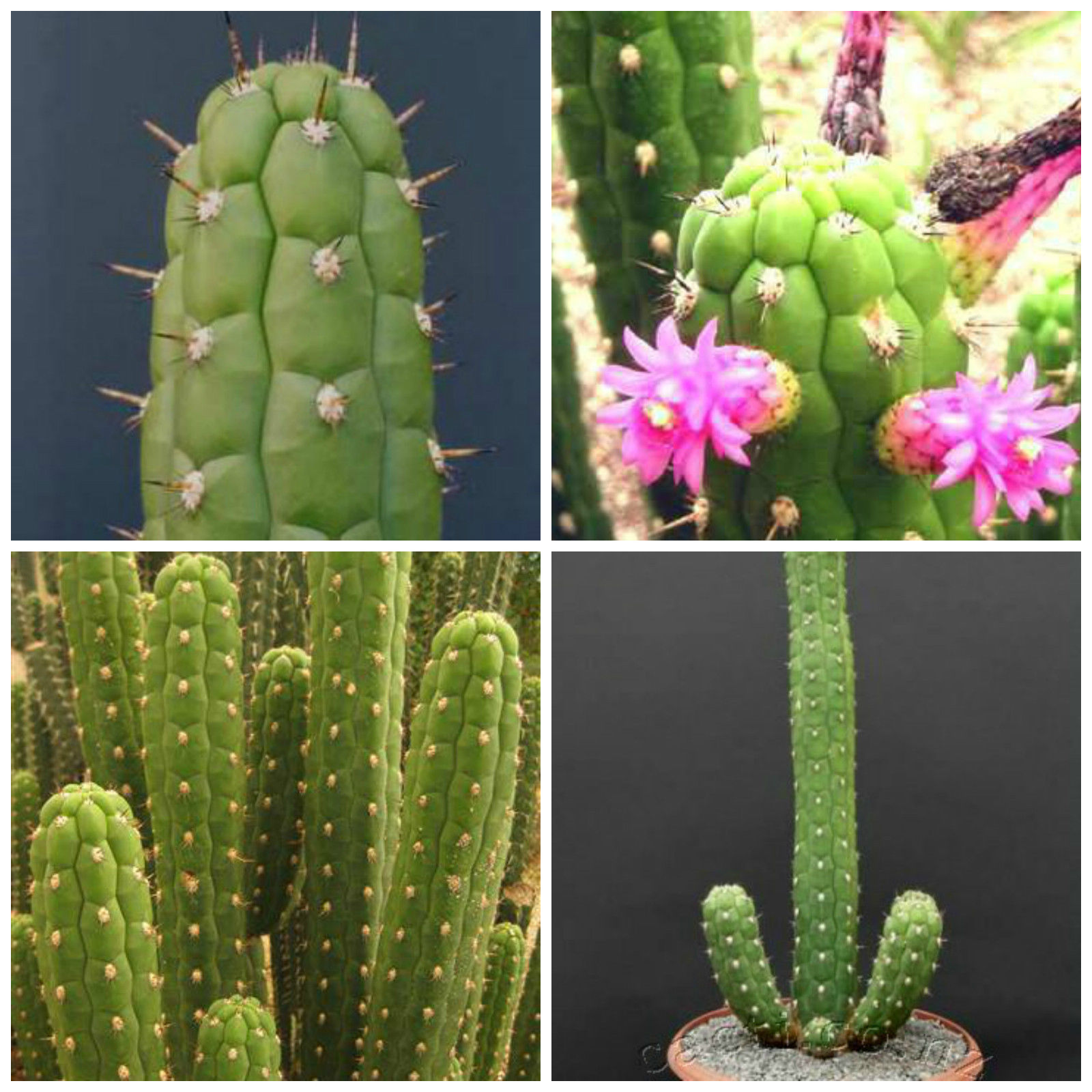 Clistanthocereus samnensis (50 seeds)