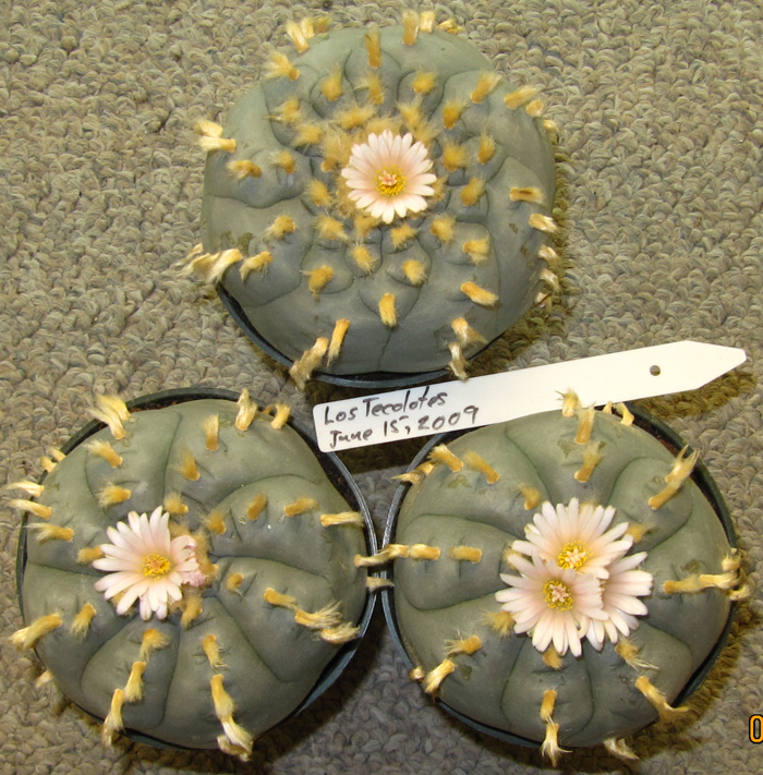 Lophophora williamsii v El Tecolote (10 seeds)