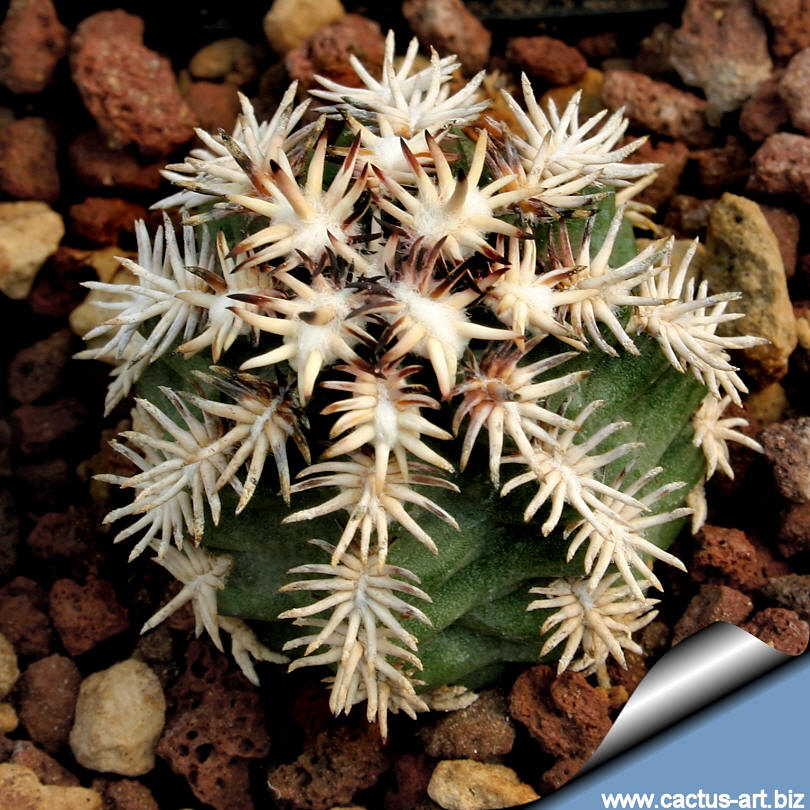 Echinocactus davisii (40 seeds)