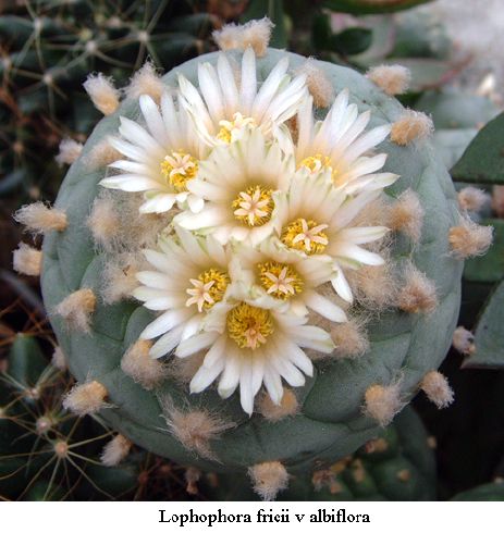 Lophophora fricii v albiflora (10 seeds)