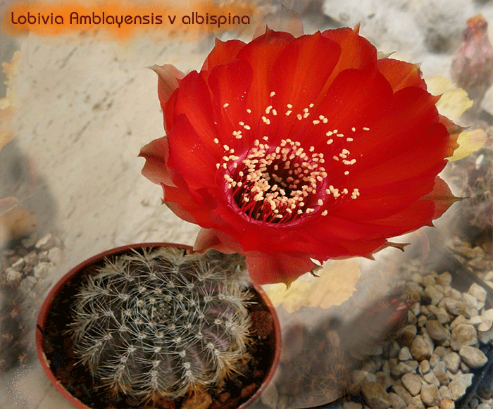LOBIVIA amblayensis v albispina (20 seeds)