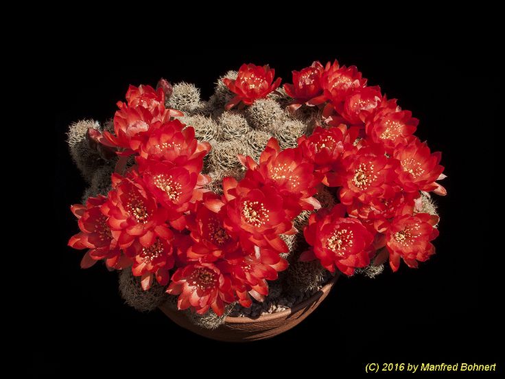 Lobivia schieleana (20 seeds)