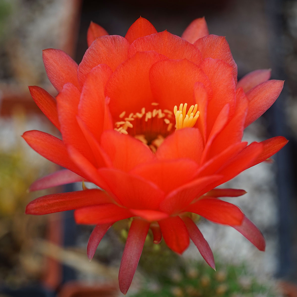Lobivia grandiflora (20 seeds)