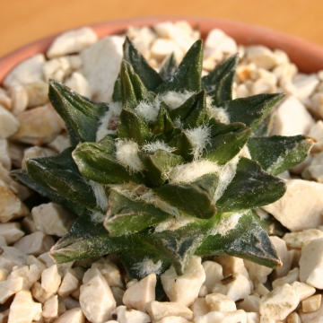Ariocarpus scapharostrus (10 seeds)