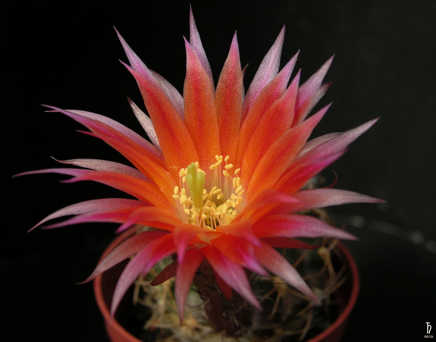 Lobivia scheerii (20 seeds)