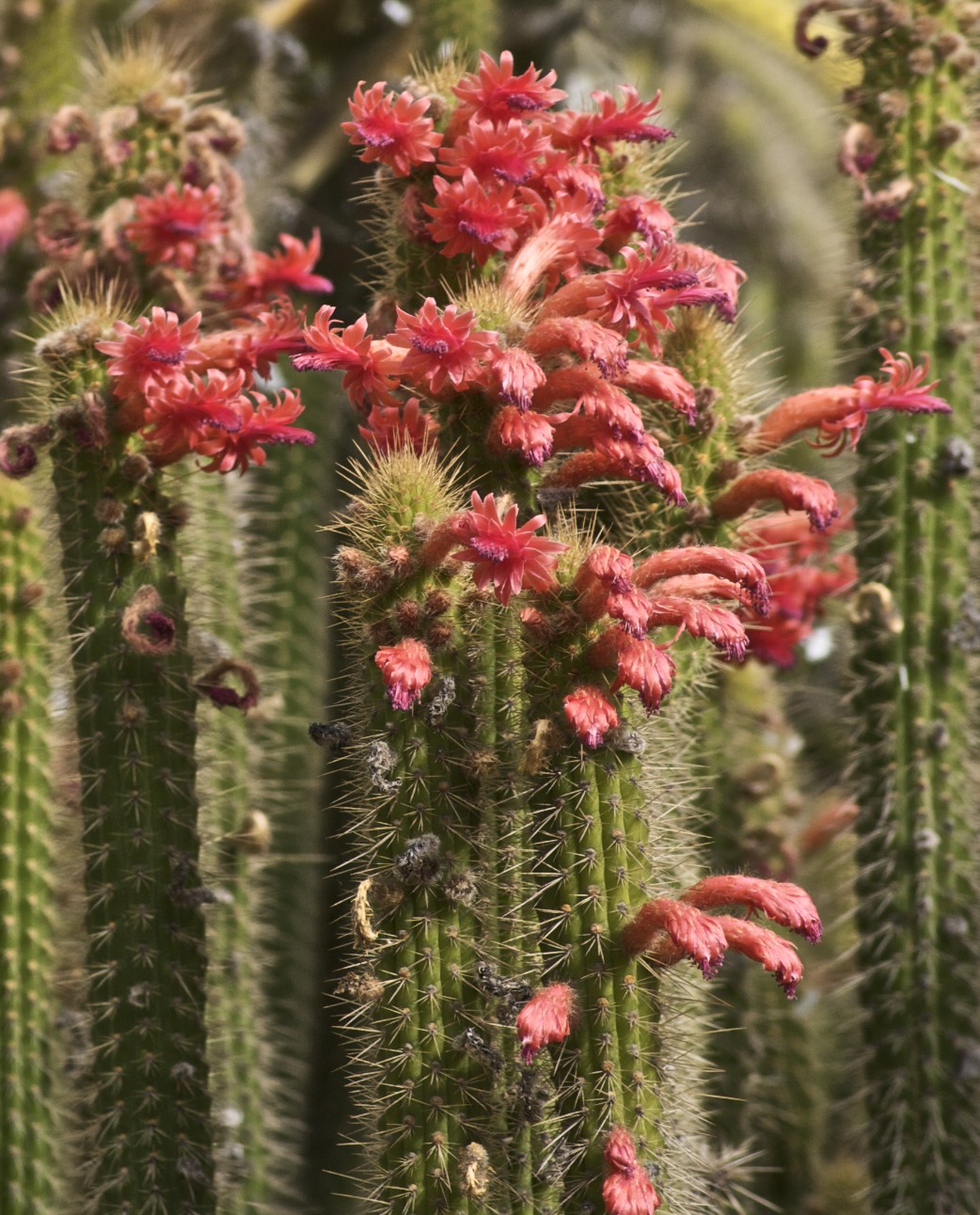 Bolivicereus samaipatanus (50 seeds)