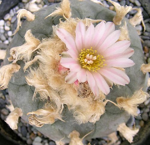 Lophophora williamsii v Texana (10 seeds)