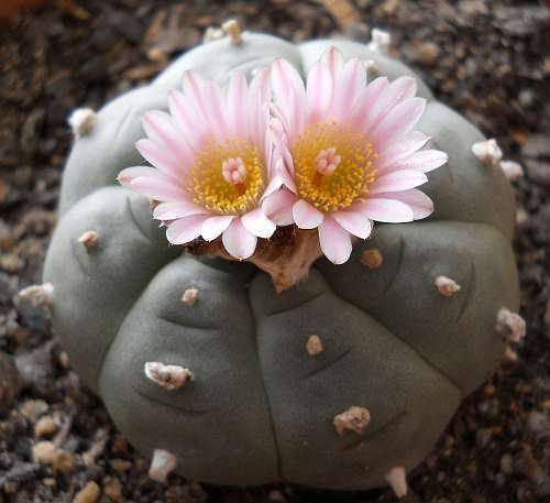 Lophophora williamsii v Parras (10 seeds)