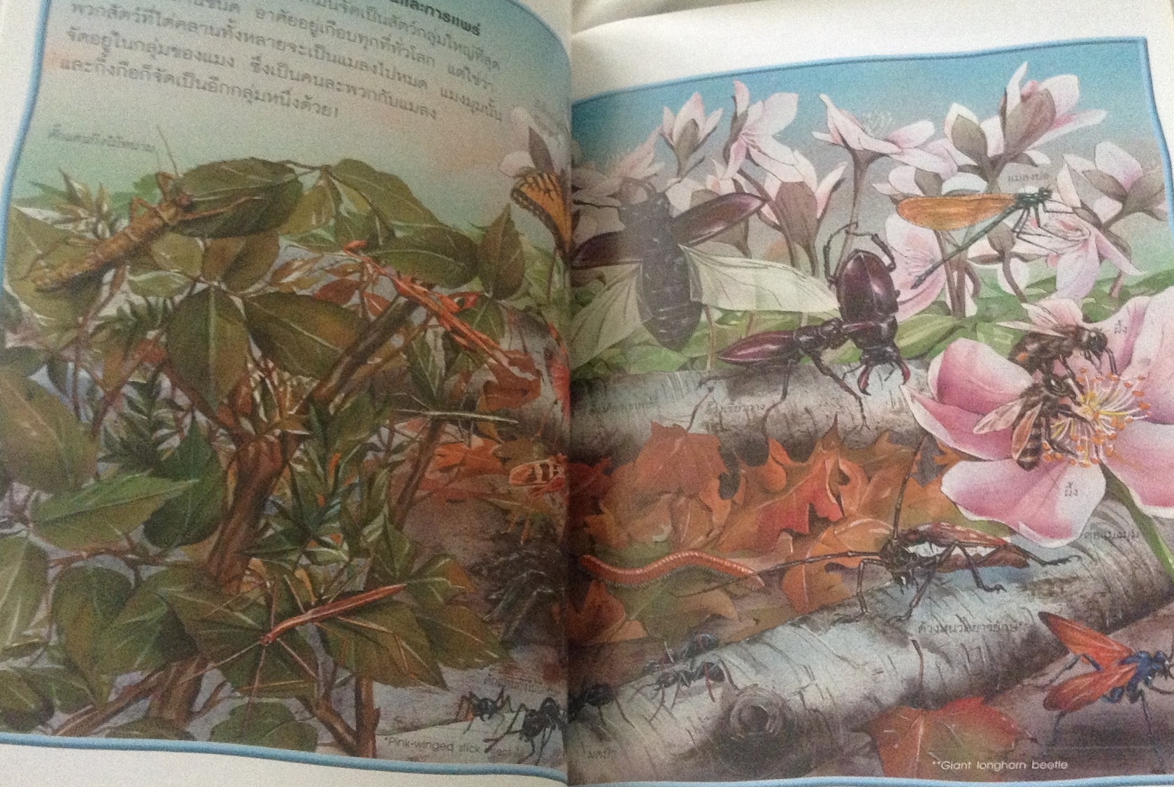 100เรื่องน่ารู้เกี่ยวกับแมงและแมลง ราคา 70