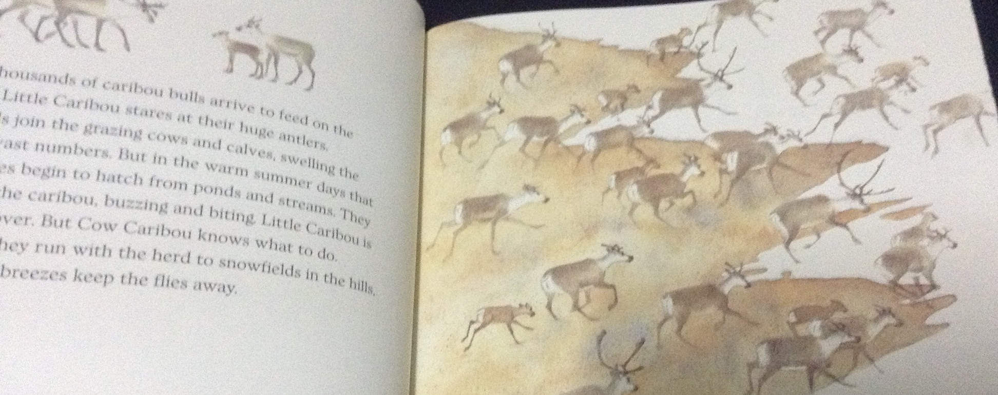 (4แถม4) Little caribou ราคา 95