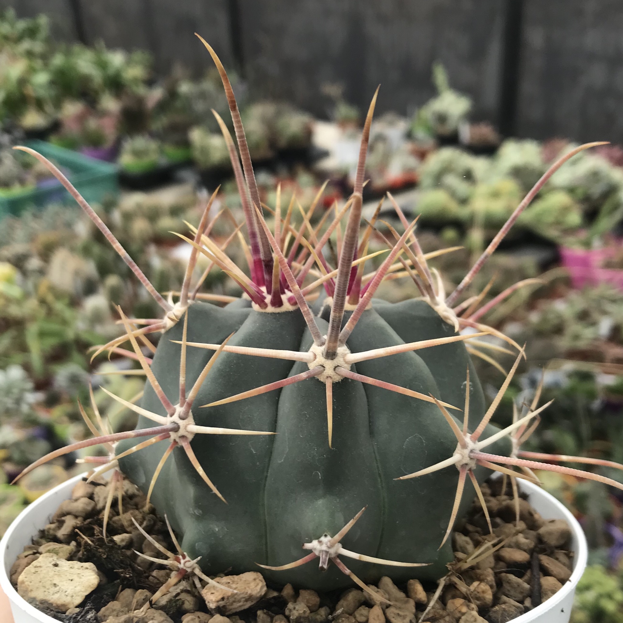 Ferocactus rectispinus (50 seeds)