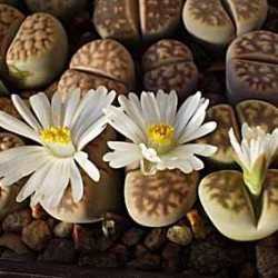 LITHOPS - karasmontana v signalsberg (20 seeds)