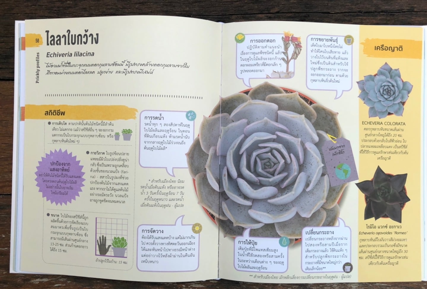 หนังสือเรื่อง Happy CACTUS (ปกแข็ง) : สำนักพิมพ์ DK : สำนักพิมพ์ วารา