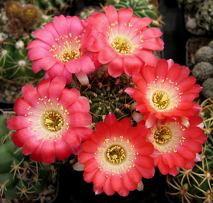 Lobivia cardenasiana v rubriflora (20 seeds)