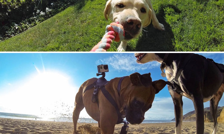 สายคาดลำตัวสุนัข ติดตัวน้องหมา สำหรับกล้อง ActionCam