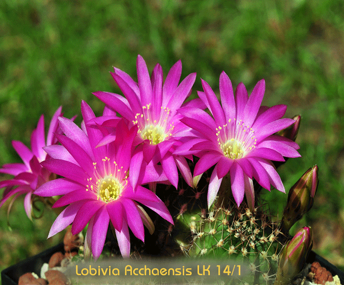 Lobivia acchaensis (20 seeds)