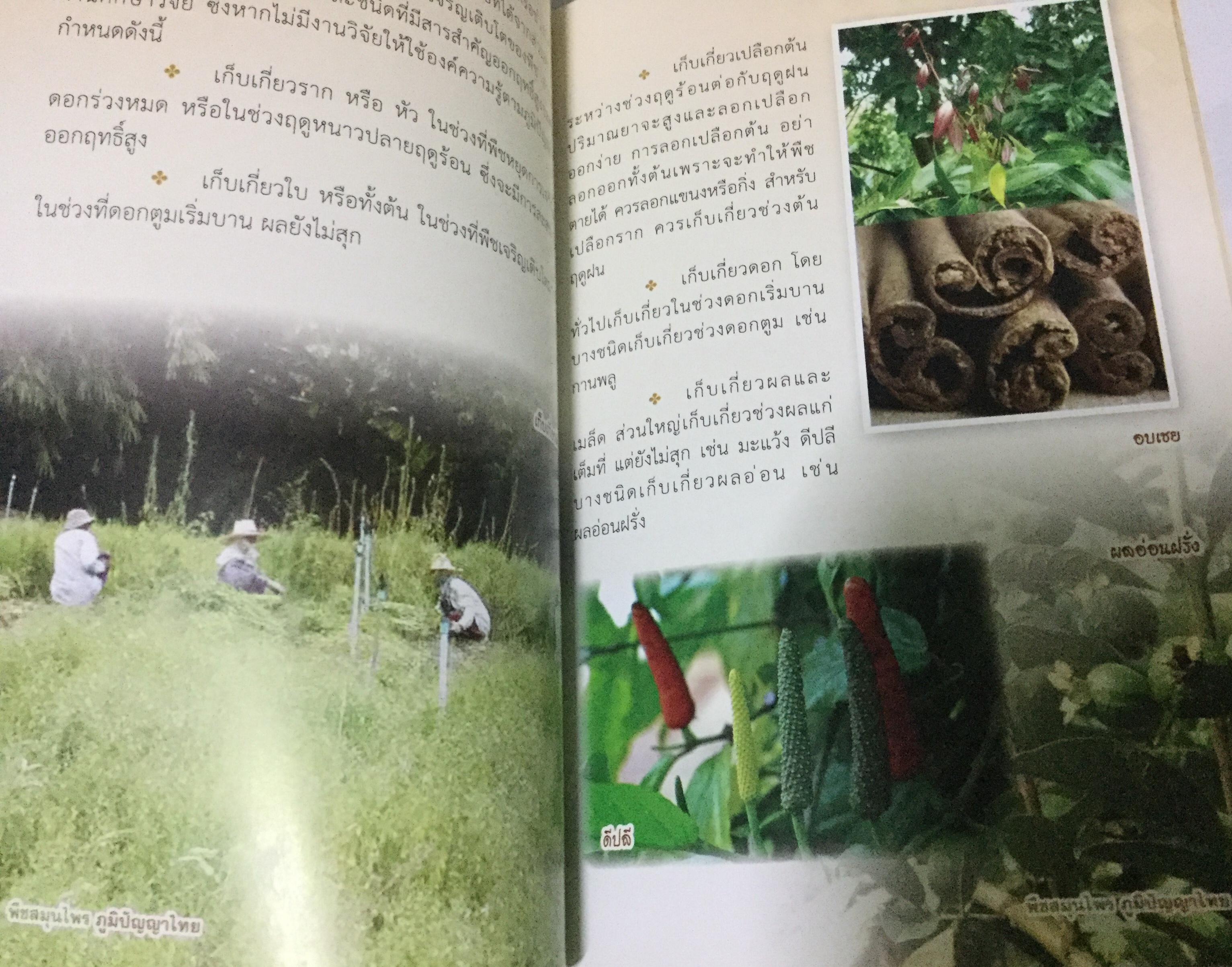 พืชสมุนไพร ภูมิปัญญาไทย ราคา 150