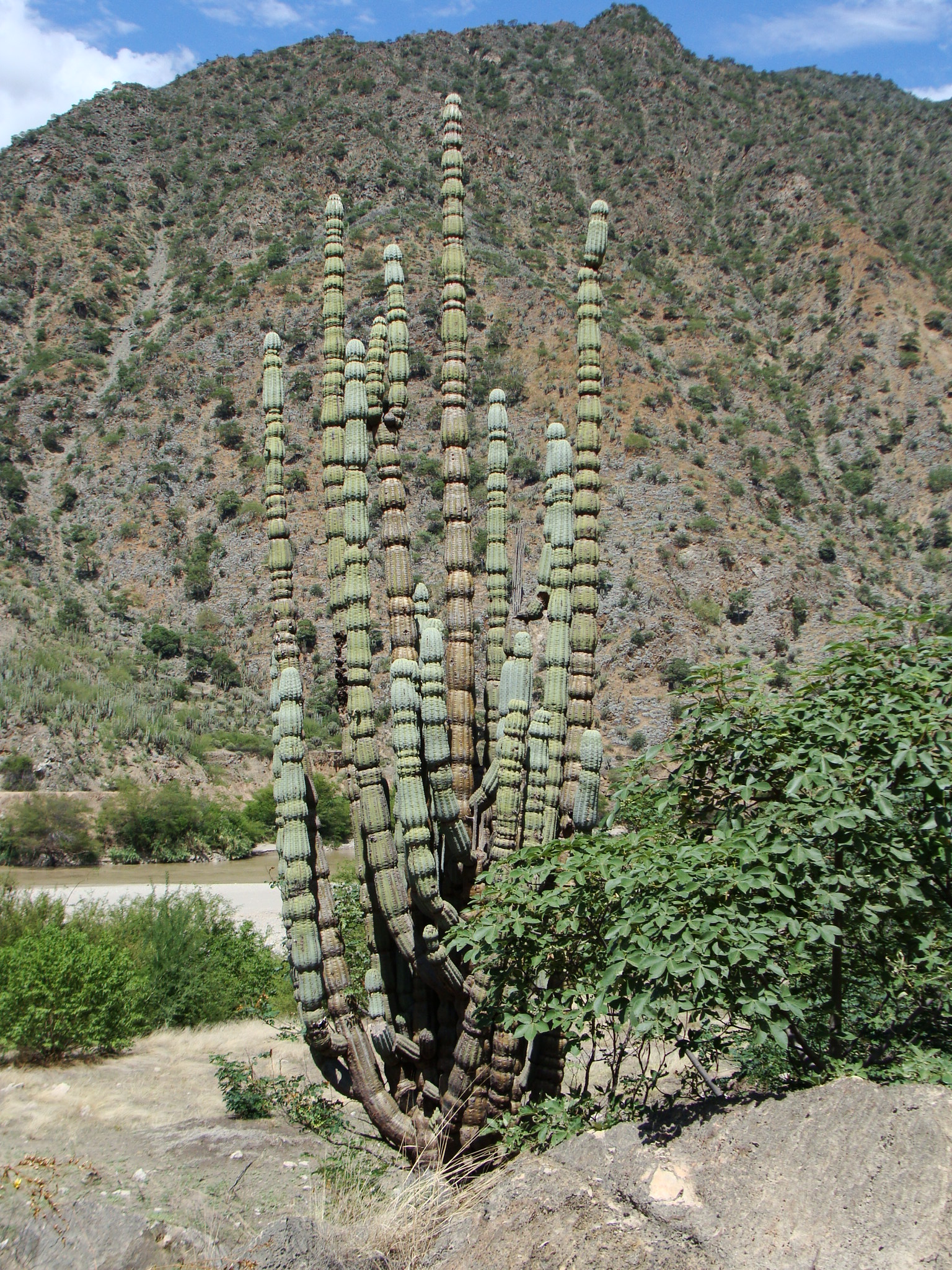 Armatocereus rauhii (50 seeds)