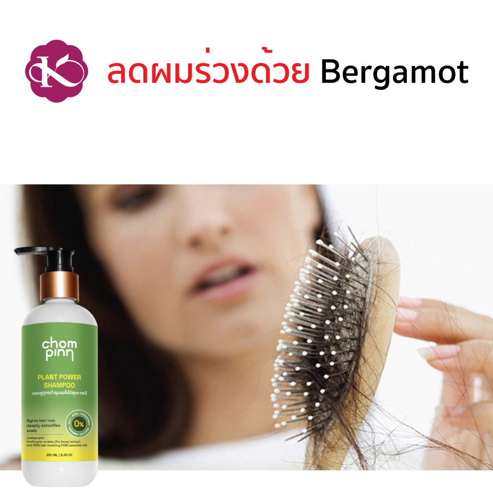 แชมพูผมดก เพิ่มผมหนา สร้างผมใหม่ ชมภิญญ์ วิธีทําให้ผมหนาขึ้น หญิง ยาสระผม สมุนไพร พลูคาว ลดผมร่วง ผมบาง ทำไงให้หนา Herbal Shampoo Chommpinn 250 ml.