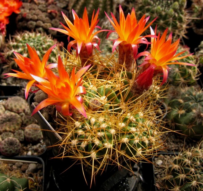 Lobivia maximiliana (20 seeds)