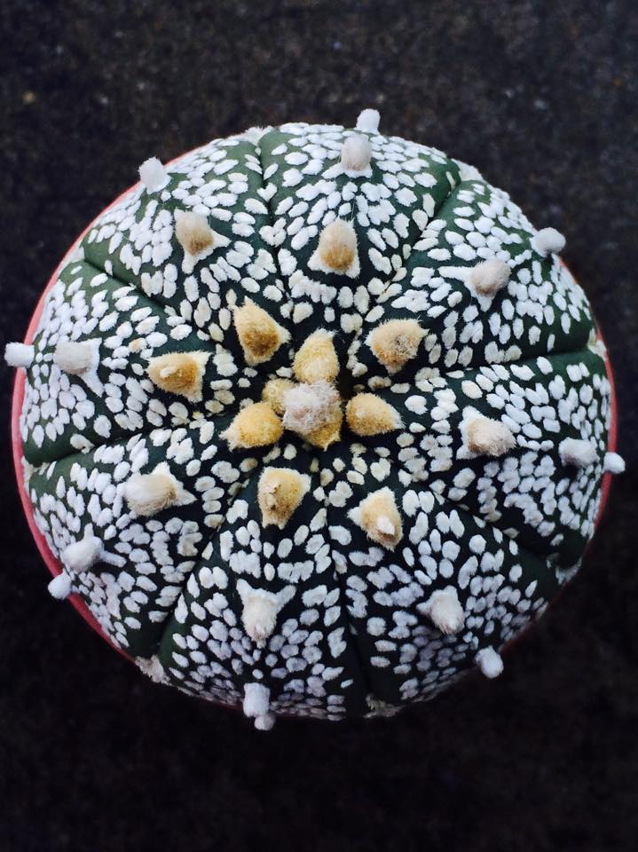 Astrophytum - Asterias cv. Super Kabuto (20 seeds)