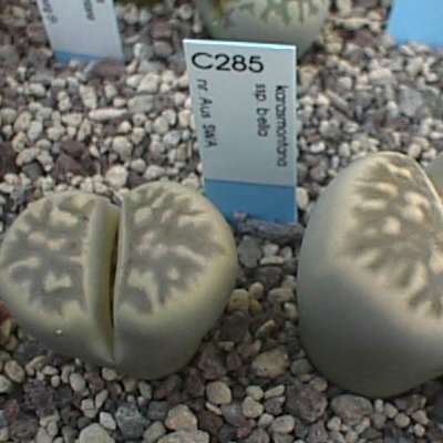LITHOPS - karasmontana ssp. bella C285 (20 seeds)