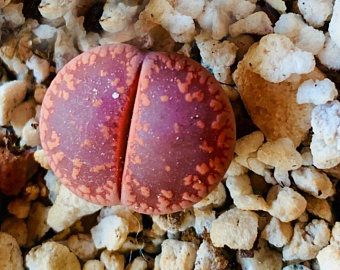 LITHOPS aucampiae cv. Rudesheim ruby (20 seeds)