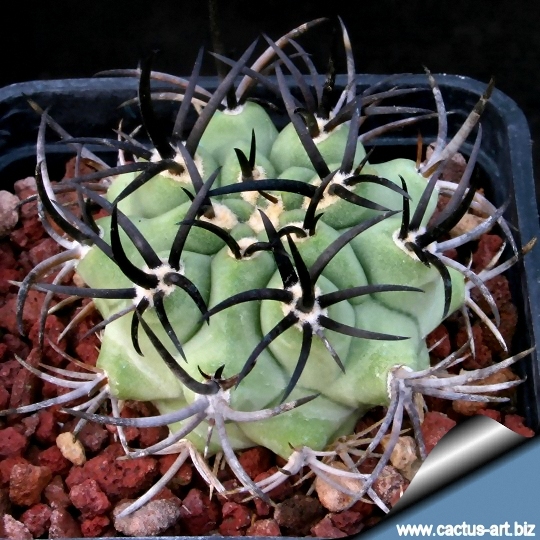 ERIOSYCE ceratistes - v Huatalame