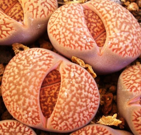 Lithops Hookeri (20 seeds)