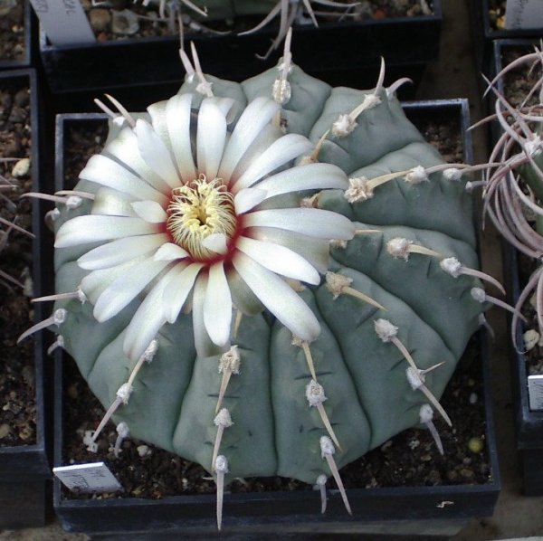 Gymnocalycium Vatteri (50 seeds)