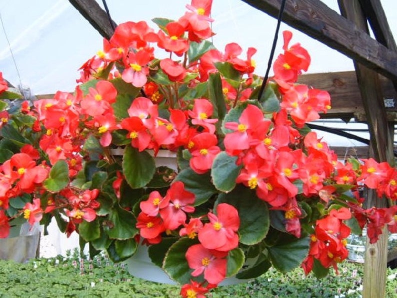 Begonia semperflorens (10 seeds)