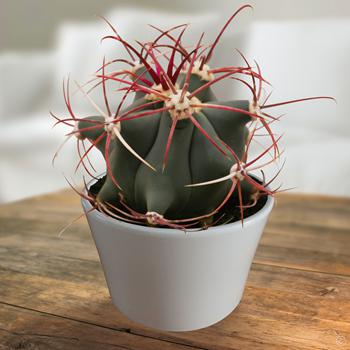 Ferocactus covillei (50 seeds)
