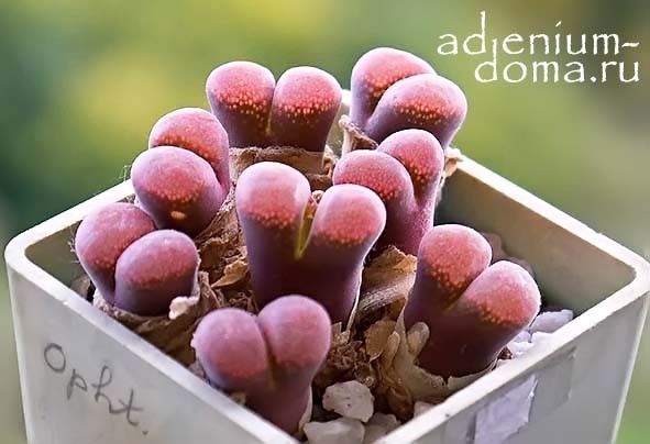 Conophytum triebneri (10 seeds)