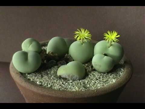 Conophytum calculus (10 seeds)