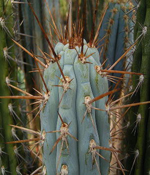 Azureocereus imperator (50 seeds)