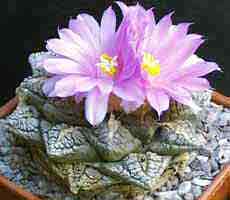 Ariocarpus Fissuratus (20 seeds)