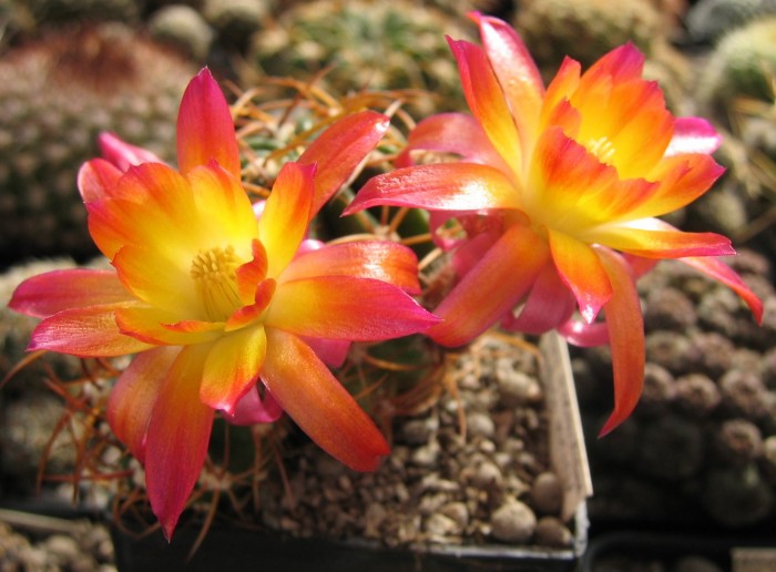 Lobivia corbula (20 seeds)