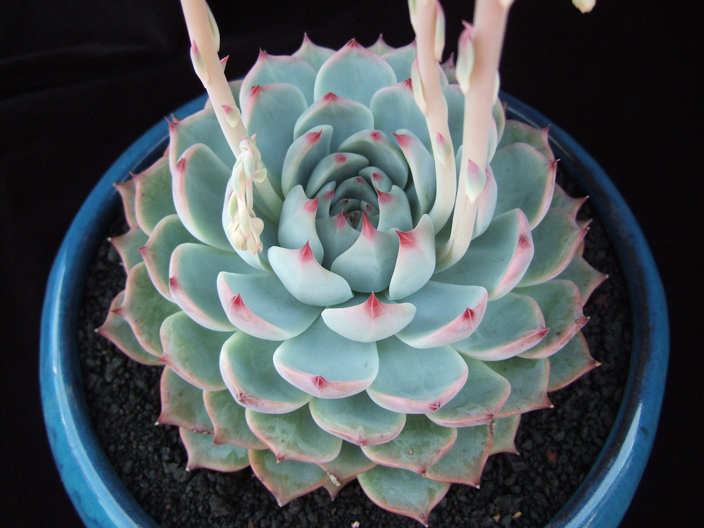 Echeveria chihuahuaensis Ruby blush (10 seeds)
