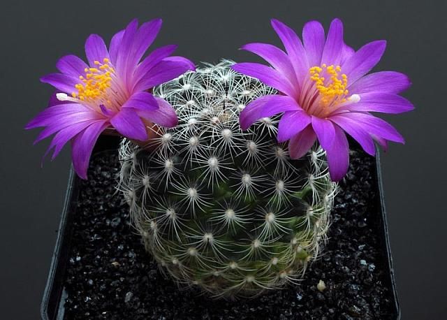 Mammillaria dodsonii (20 seeds)