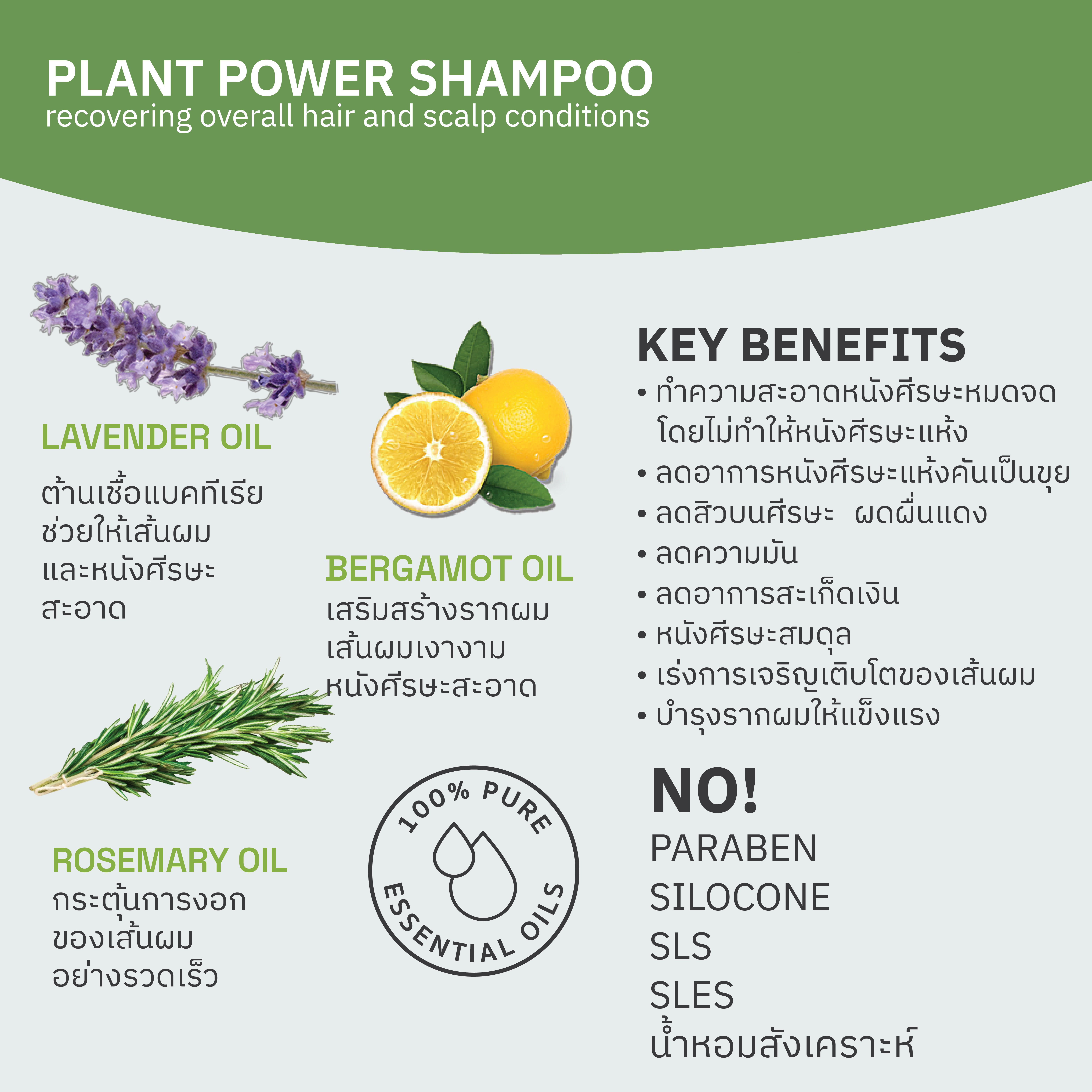 แชมพูผมดก เพิ่มผมหนา สร้างผมใหม่ ชมภิญญ์ วิธีทําให้ผมหนาขึ้น หญิง ยาสระผม สมุนไพร พลูคาว ลดผมร่วง ผมบาง ทำไงให้หนา Herbal Shampoo Chommpinn 250 ml.