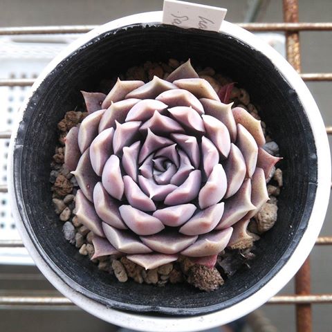 Echeveria halbingeri v sanchez-mejorada (10 seeds)