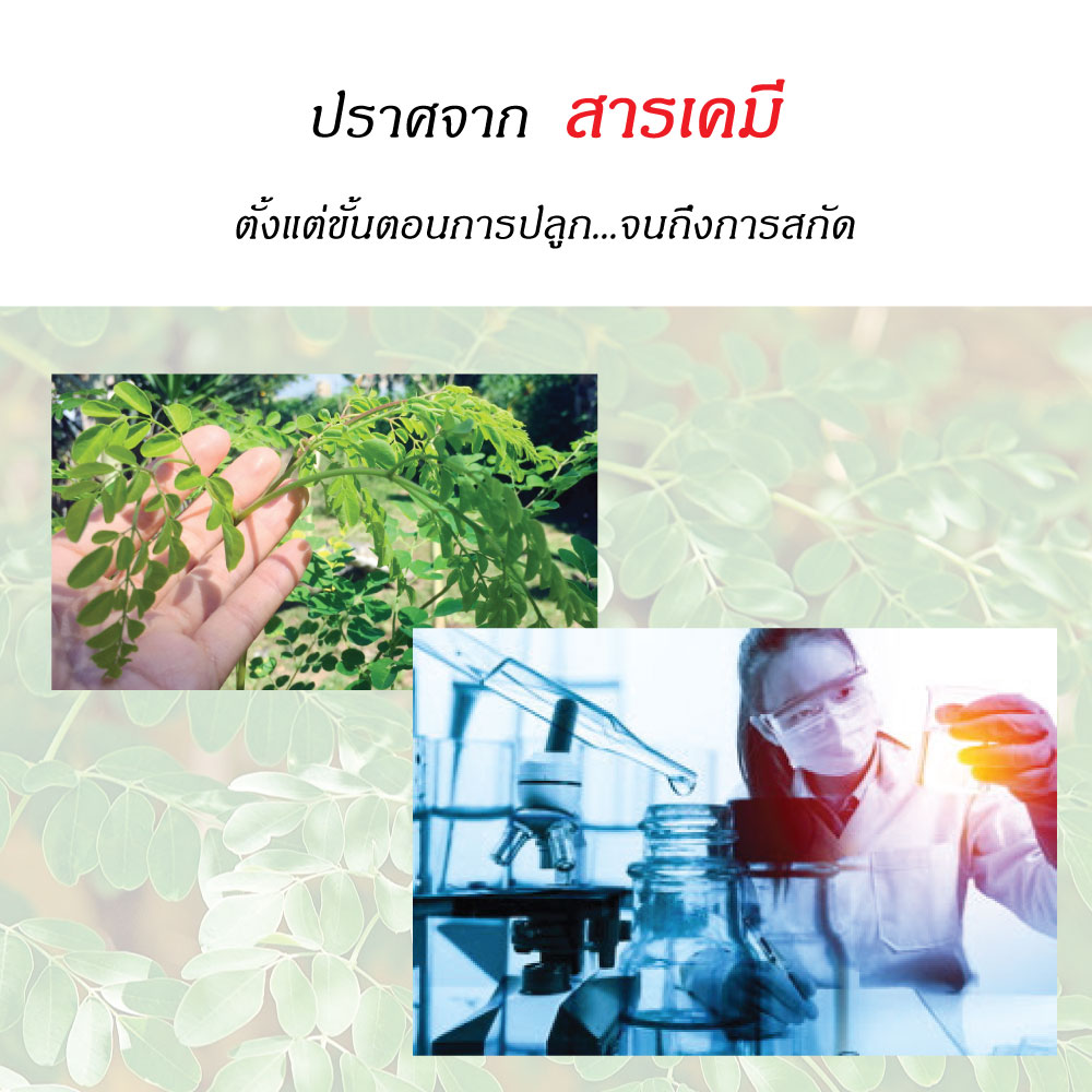 น้ำมันมะรุม สกัดเย็น ยี่ห้อไหนดีสุด Moringa ชมภิญญ์ 50 ml. เกรดพรีเมี่ยม ดียังไง ราคา...