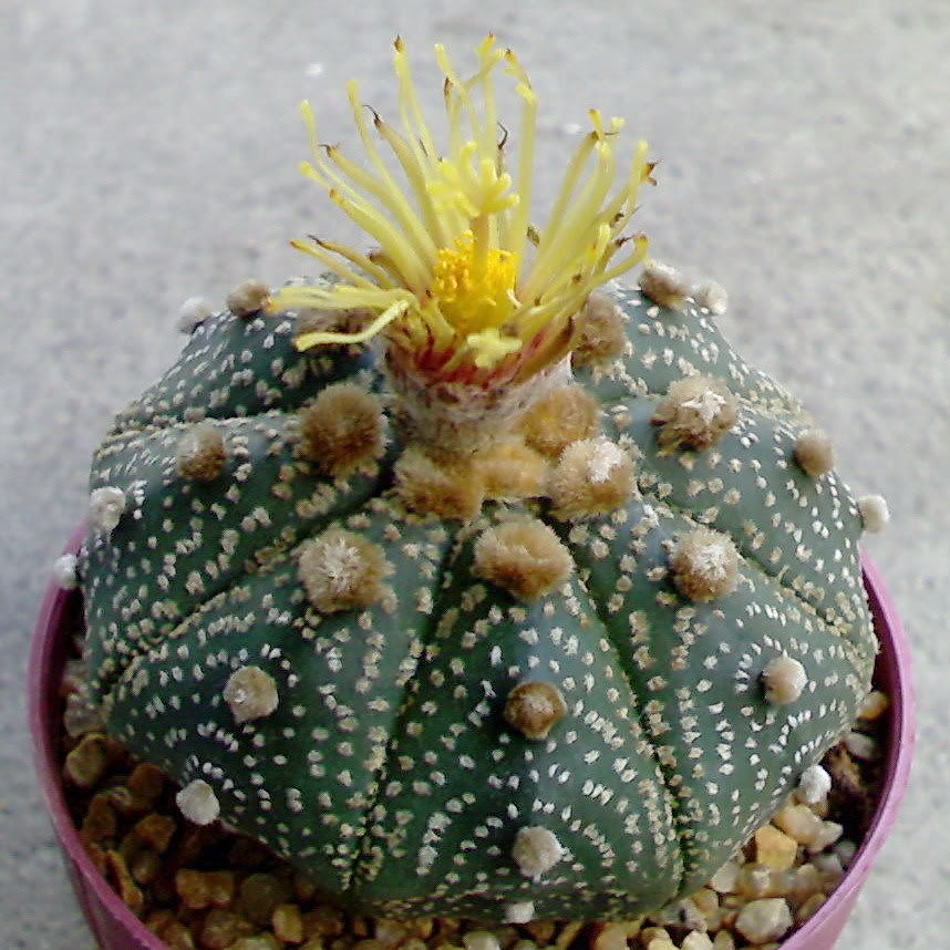 Astrophytum asterias cv. Shinshowa Yellow (20 seeds)