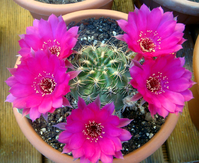 Lobivia larae R264 (20 seeds)