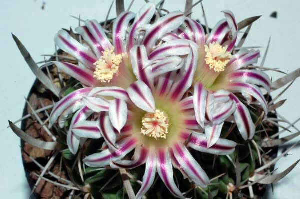 Echinofossulocactus Caespitosus (20 seeds)