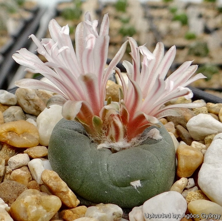 Lophophora alberto vojtechii (20 seeds)