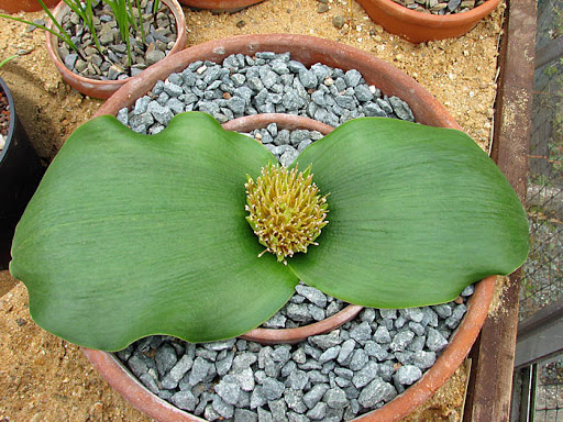Massonia depressa (10 seeds)