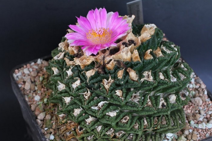 Ariocarpus Bravoanus (10 seeds)