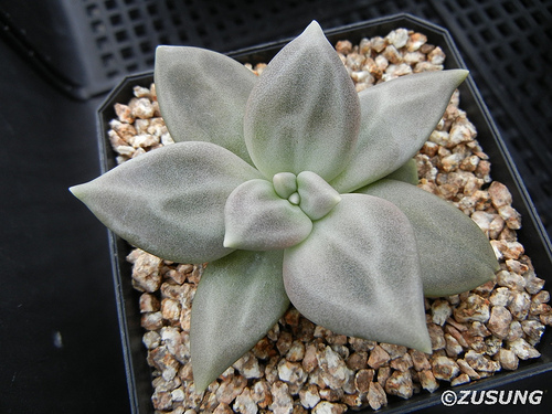 Echeveria xichuensis (10 seeds)