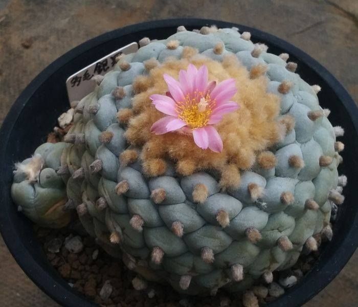 Lophophora jourdaniana (10 seeds)